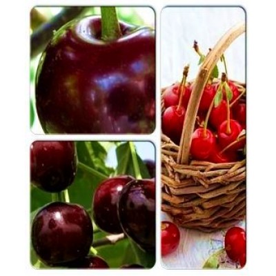 Вишня - коллекция саженцев из 3-х сортов: Вишня Игрушка => Вишня Ранняя-2 => Вишня Келерис